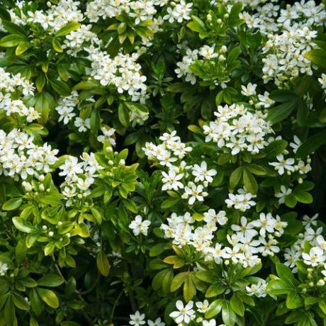 hvit vårblomstrende busk i horisontalt format fyllingsramme, choisya ternata, meksikansk oransje, på engelsk landhage, surrey, england, uk