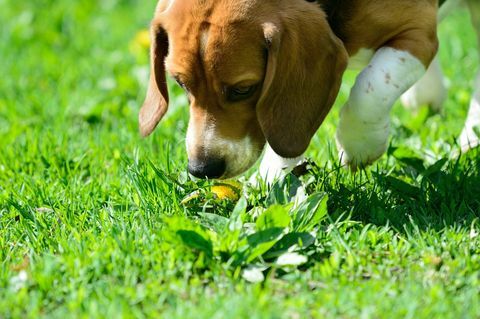 beagle hund lukter blomst