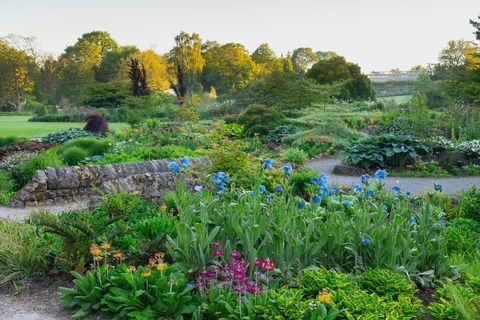 meconopsis infertil blå gruppe pc abildgaard med hosta gylden tiara og primula ved bekken vandre ved rhs garden harlow carr