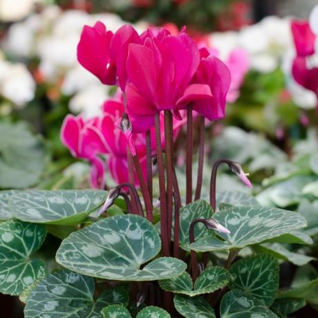 Cyclamen hederifolium