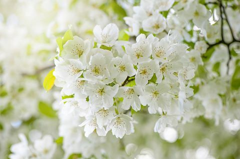 nærbilde, makrobilde av vårblomstrende hvite kirsebærblomster