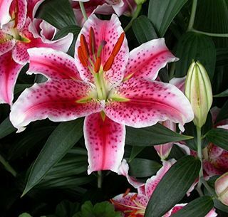 Stargazer Oriental Lilies (12 pærer)