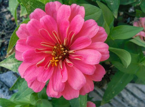 zinnia pink flower