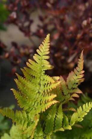 høstbregne latinsk navn dryopteris erythrosora