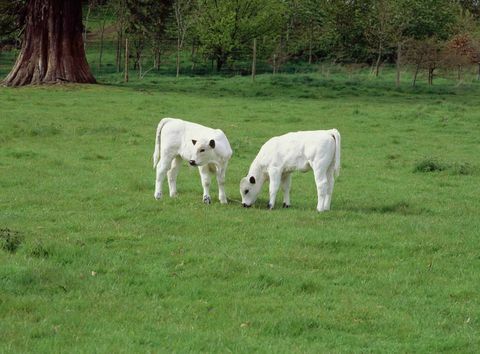 Dinefwr White Park kalver © National Trust Images Andrew Butler