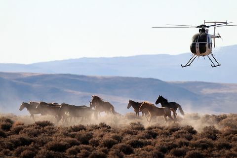 mustangs i Nevada