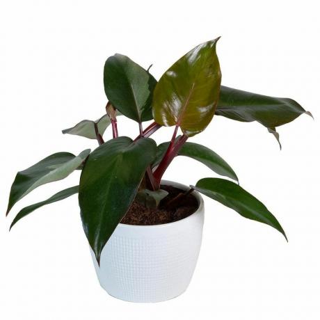 Philodendron Pink Princess, 6-tommers gryte