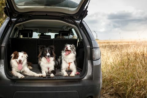 tre hunder klare til å reise i bagasjerommet på bilen