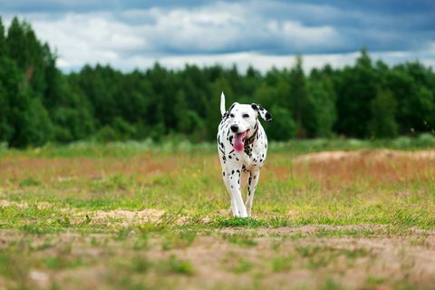 Søt hund som løper på felt