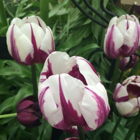 lilla og hvit tulipan