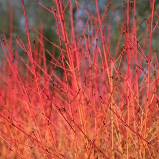 Cornus sanguinea 'Midvinterbrann'