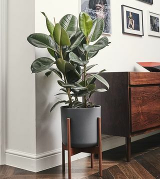 Ficus Elastica innendørs plante