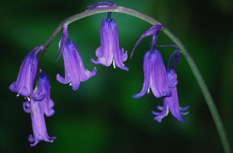 Nærbilde av blåklokkeblomst