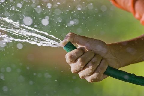 Slangeør som sprayer vann på nært hold