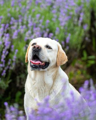 portrett av en gul labrador retrieverhund som sitter i et lilla lavendelfelt