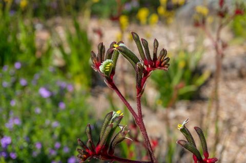 anigozanthos flavidus eller kenguru tassplante med gule og røde blomster