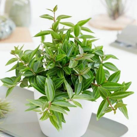 innendørs hengende planter: peperomia quadrangularis