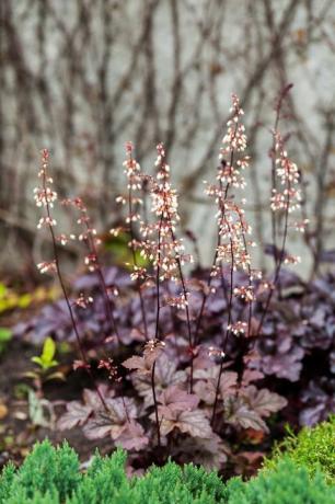 flerårig plante heuchera micrantha i hagen lilla blader og blomstrende små blomster