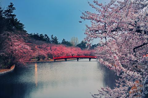 Cherry Blossom Park