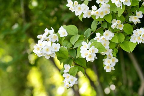 Jasmin blomstrer