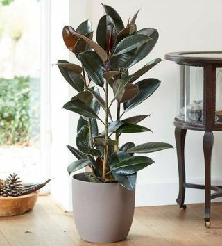 3 fot gummianlegg | Ficus Robusta | 7L gryte