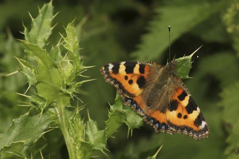 Tortoiseshell sommerfugl