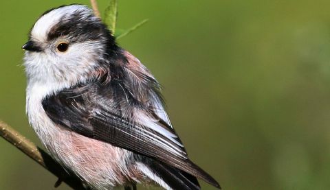 lang-tailed tit