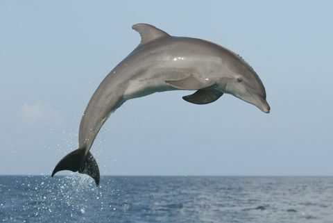 hoppende delfin