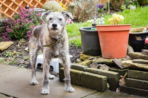 Scruffy er Dogs Trusts eldste hund
