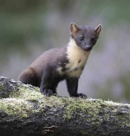 Pine Marten.