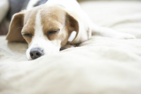 lomme beagle sover