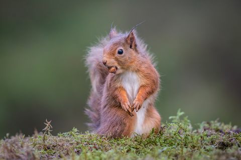 Rød ekorn med hasselnøtt