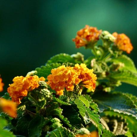 lantana