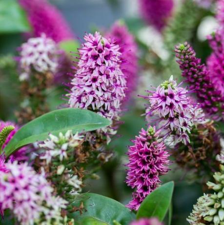 hebe hebedonna nikka er en eviggrønn busk, en plante fra plantaginaceae-familien blomstrende busk veronica som blomstrer med rosa magenta-blomster, grønne blader, vertikalt