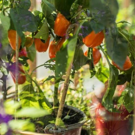 de produserer frukt i forskjellige farger, inkludert rød, gul, oransje og grønn vitenskapelig navn capsicum annuum