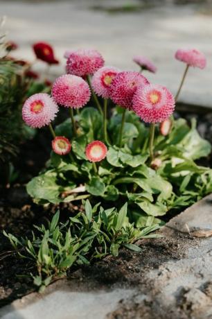 vårblomster vokser i hagen hjemmeliv hjemmepleie hagearbeid