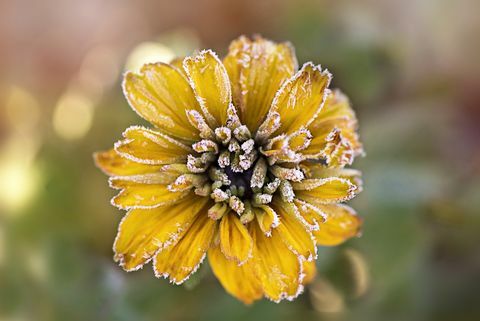 Frostet gul Rudbeckia-blomst også kjent som Coneflower