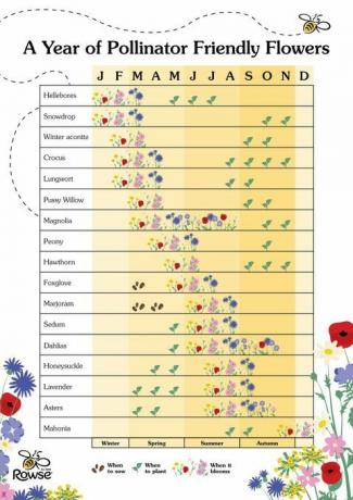 guide til å plante bivennlige blomster