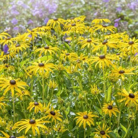 vakker sommerblomstring, gul rudbeckia fulgida var sullivantii 'goldsturm' svartøyde susanblomster