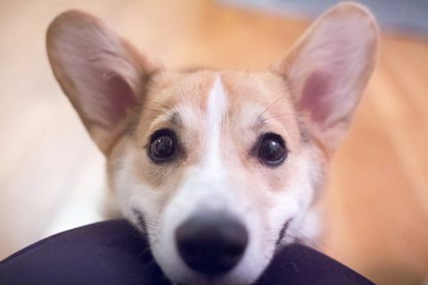 Corgi valp