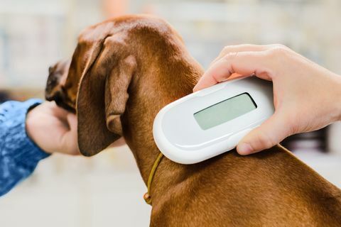 Veterinærkontroll av flisimplantat på valpehund, apparatet på nært hold