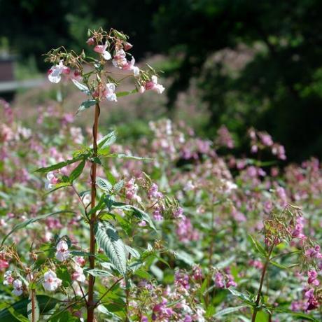 Himalaya Balsam