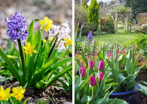 landlevende blomsterløk på hjemmebasen