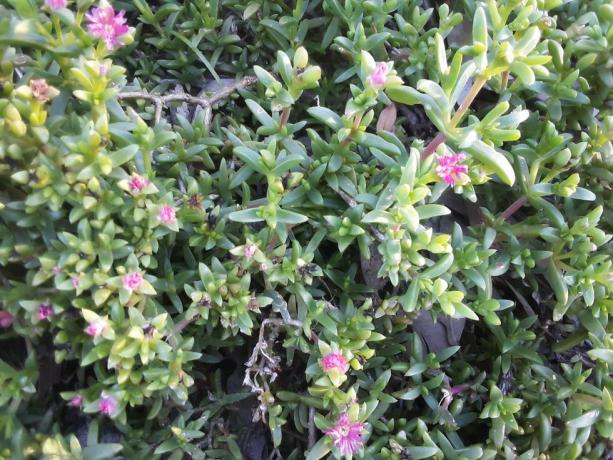 grønne blader med små rosa blomster