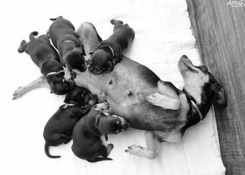 Den gravide hunden som berget henne fotografering av fødselspermisjon hadde valpene hennes