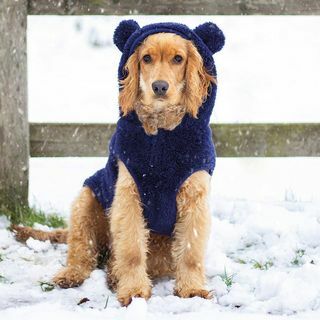 Teddy Bear Hunde-hettegenser - Stor