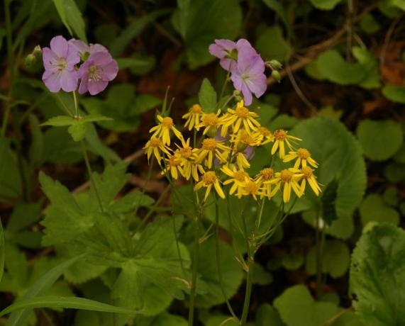 vanlig ragwort