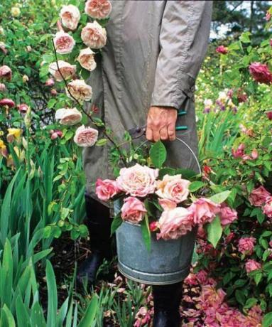 mann i grøftfrakk og støvler som holder en bøtte med arvestykke roser i en hage