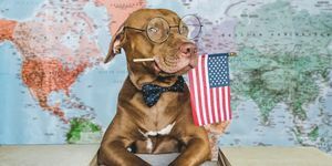 elskelig, pen hund og amerikansk flagg nærbilde, innendørs