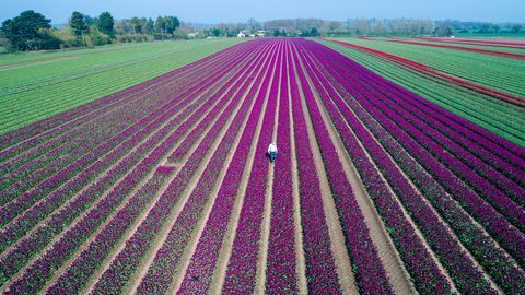 Tulipaner blomstrer ved Storbritannias siste gjenværende pærefelt